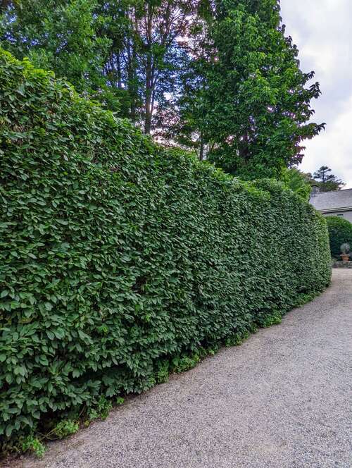 Carpen Lombard – pachet 25 bucăți