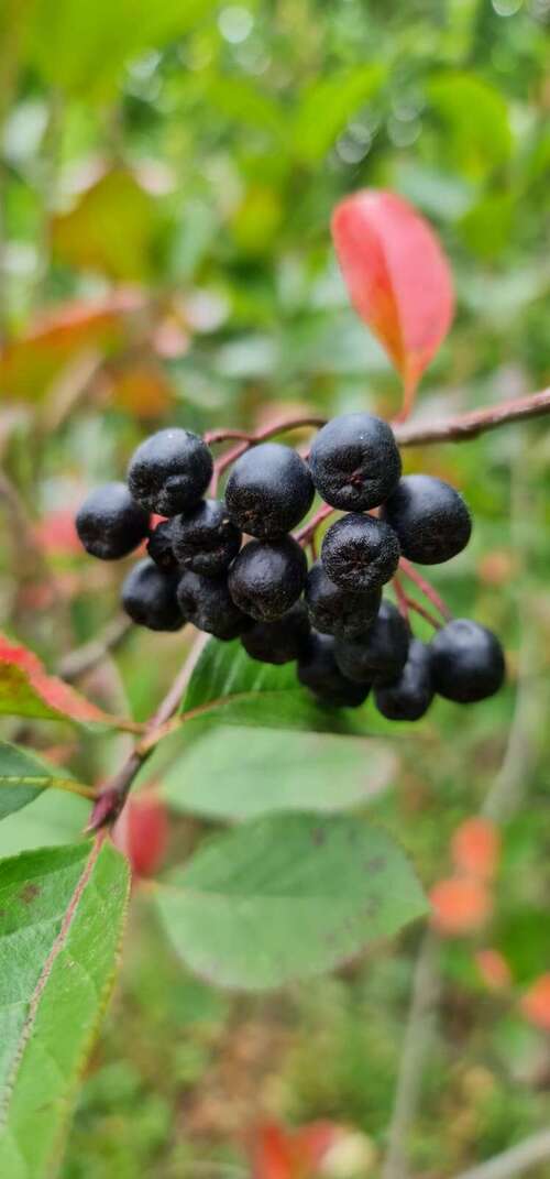Scoruș negru 