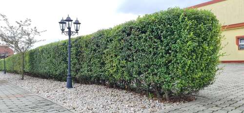 Plantare Gard Viu Minune